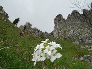 29 Dentaria minore (Cardamine bulbifera)